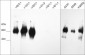 Anti-Laminin β2/γ1 Subunits Antibody