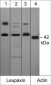 Anti-Leupaxin (N-terminal region) Antibody