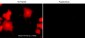 Anti-Myosin IIA Heavy Chain (C-terminal region) Antibody