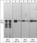 Anti-Myosin Light Chain (Ser-1), Phosphospecific Antibody