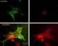 Anti-Myosin IIA Heavy Chain (Ser-1943), Phosphospecific Antibody