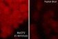Anti-MeCP2 (C-terminus) Antibody