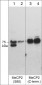 Anti-MeCP2 (C-terminus) Antibody