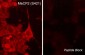 Anti-MeCP2 (Ser-421), Phosphospecific Antibody