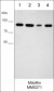 Anti-Mitofilin Antibody