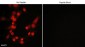 Anti-MuRF1 (C-terminal region) Antibody