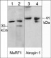 Anti-MuRF1 (C-terminal region) Antibody