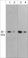 Anti-MuRF1 (C-terminal region) Antibody