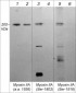 Anti-Myosin IIA Heavy Chain (Ser-1916), Phosphospecific Antibody