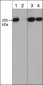 Anti-Myosin IIA Heavy Chain (C-terminal region) Antibody