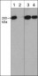 Anti-Myosin IIA Heavy Chain (Ser-1943), Phosphospecific Antibody