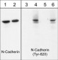 Anti-N-Cadherin (Cytoplasmic) Antibody