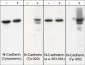 Anti-N-Cadherin (C-terminal region) Antibody