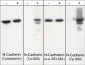 Anti-N-Cadherin (Y860) [E-Cadherin (Y835)], Phosphospecific Antibody