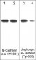 Anti-Unphosphorylated N-Cadherin (Tyr-820) Antibody