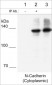 Anti-N-Cadherin (C-terminal region) Antibody