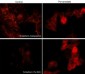 Anti-N-Cadherin (Tyr-820), Phosphospecific Antibody