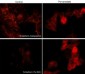 Anti-N-Cadherin (Tyr-820), Phosphospecific Antibody