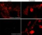 Anti-N-Cadherin (Cytoplasmic) Antibody