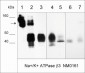 Anti-Na+/K+ ATPase β3 (Extracellular) Antibody