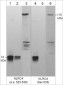 Anti-NLRC4 Antibody