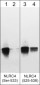 Anti-NLRC4 (Ser-533), Phosphospecific Antibody