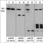 Anti-eNOS (C-terminal region) Antibody