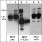 Anti-iNOS (Tyr-1055) [conserved site], Phosphospecific Antibody