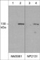 Anti-iNOS (C-terminal region) Antibody