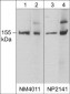 Anti-nNOS (C-terminal region) Antibody