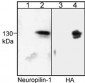 Anti-Neuropilin-1 (a1 CUB Domain) Antibody