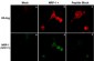 Anti-Neuropilin-1 (a1 CUB Domain) Antibody