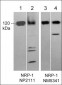 Anti-Neuropilin-1 (a1 CUB Domain) Antibody