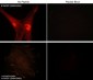 Anti-N-WASP (Ser-484/Ser-485), Phosphospecific Antibody