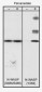 Anti-N-WASP (Tyr-256), Phosphospecific Antibody