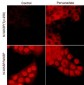 Anti-N-WASP (Tyr-256), Phosphospecific Antibody