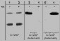 Anti-N-WASP (Ser-484/Ser-485), Phosphospecific Antibody