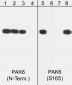 Anti-PAK6 (Ser-165), Phosphospecific Antibody