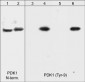 Anti-PDK1 (N-terminus) Antibody
