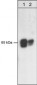 Anti-PDK1 (C-terminal region) Antibody