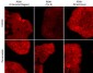 Anti-PDK1 (C-terminal region) Antibody