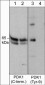 Anti-PDK1 (Tyr-9), Phosphospecific Antibody