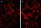 Anti-PD-L1 (Extracellular region) M051 Antibody