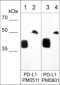 Anti-PD-L1 (Extracellular region) M051 Antibody