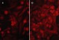 Anti-PD-L1 (Extracellular region) M080 Antibody