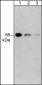 Anti-PI3 Kinase, p85 (C-terminal region) Antibody