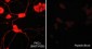 Anti-PKCα (Ser-657/Tyr-658), Phosphospecific Antibody