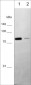 Anti-PKC (α,β,γ) Antibody