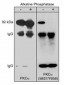 Anti-PKCα (Ser-657/Tyr-658), Phosphospecific Antibody