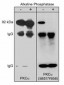 Anti-PKCα (Central region) Antibody